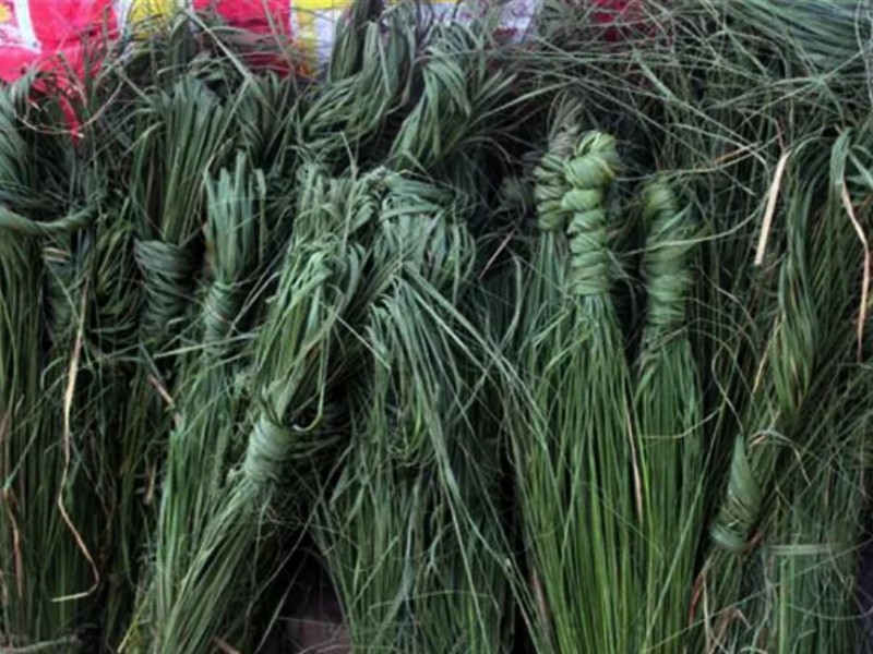 घर घरमा भित्र्याइयो कुश